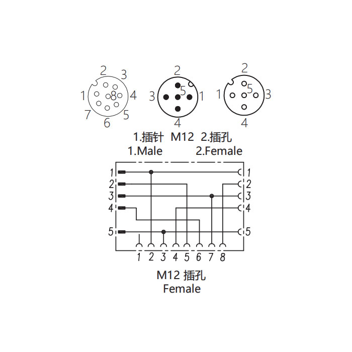 M12 8Pin female/M12 5Pin male+M12 5Pin female、Y-connector、648551